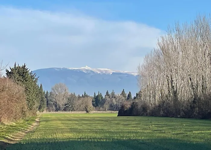 La Petite Rive - Les Oliviers